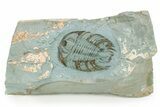 Rare, Lower Cambrian Gigantopygus Trilobite - Issafen, Morocco #255445-1